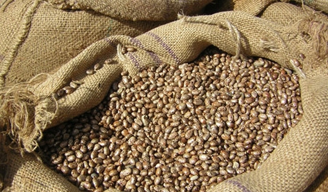 Municípios alagoanos podem receber doação de feijão pela Conab