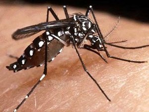 Arapiraca corre risco de ter surto de dengue