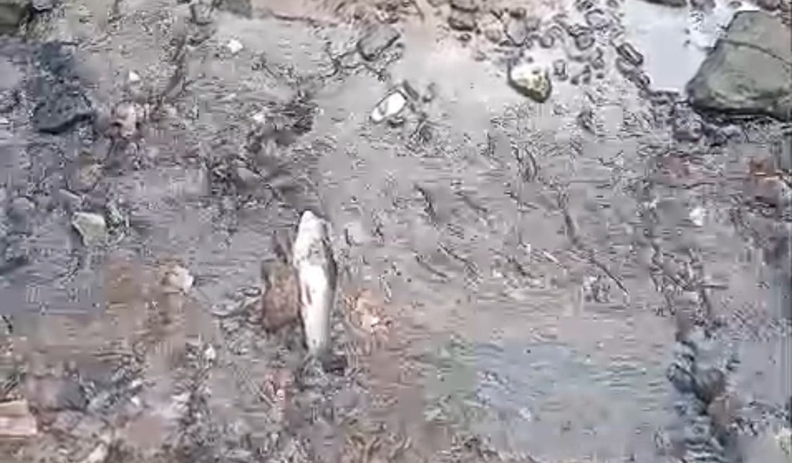 IMA investiga aparição de peixes mortos no Rio Mundaú