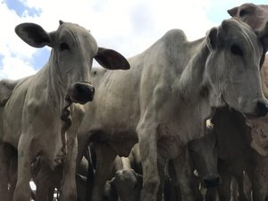 Adeal inicia primeira etapa da campanha de Atualização Cadastral de Rebanhos