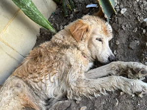 Golden Retriever com gravatinha junina é encontrado abandonado no Jaraguá