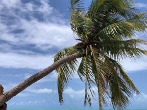 Famoso coqueiro de Barra Grande é destruído em Maragogi