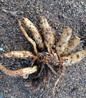 Praias são tomadas por plantas venenosas que podem matar em questão de horas