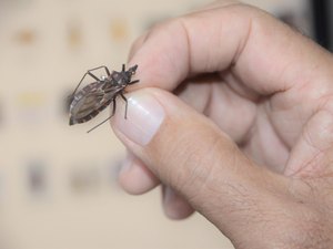 Saiba como se prevenir, diagnosticar e tratar a doença de Chagas
