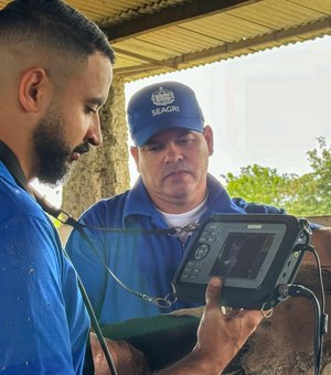 Curso de diagnóstico gestacional em bovinos está com inscrições abertas