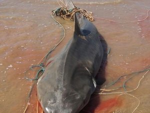 Pescadores capturam tubarão de quatro metros no Pontal do Peba