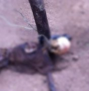Ossada é encontrada amarrada em estaca de madeira no Sertão Alagoano