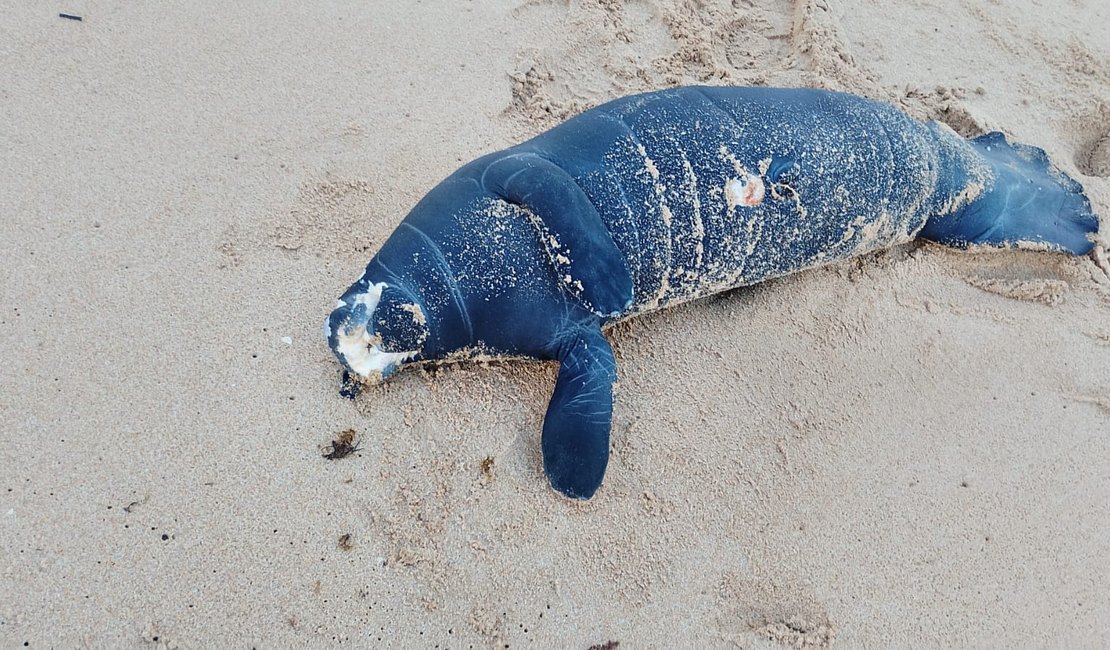 Filhote de peixe-boi é encontrado morto na Praia da Sereia