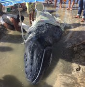 Filhote de Baleia Jubarte é encontrado encalhado no litoral alagoano