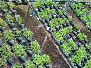 Agricultor arapiraquense utiliza garrafas pet para cultivar hortaliças