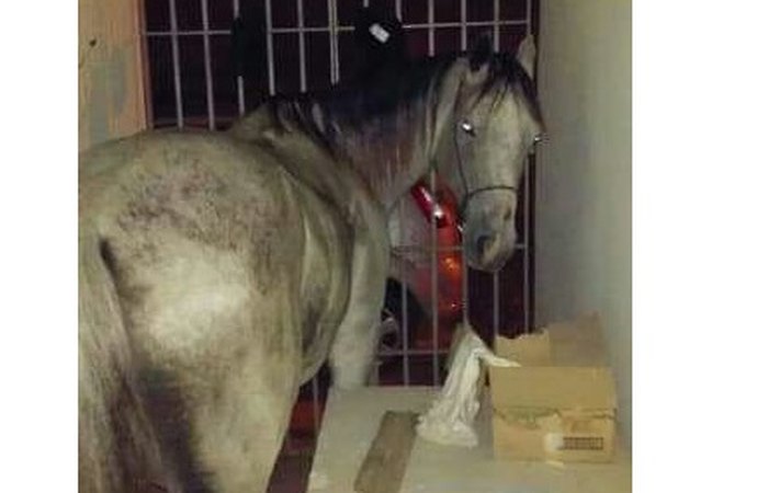Resultado de imagem para imagens de Cavalo é ‘preso’ e passa a noite em delegacia segundo a polícia, o animal foi utilizado para cometer crime de dano.