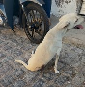 Cadela baleada é resgatada e passa por cirurgia em Delmiro Gouveia