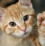 STJ decide que condomínios não podem proibir animais de estimação em casa