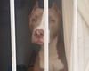 Criança é atacada por cão da raça pitbull em São Miguel dos Milagres