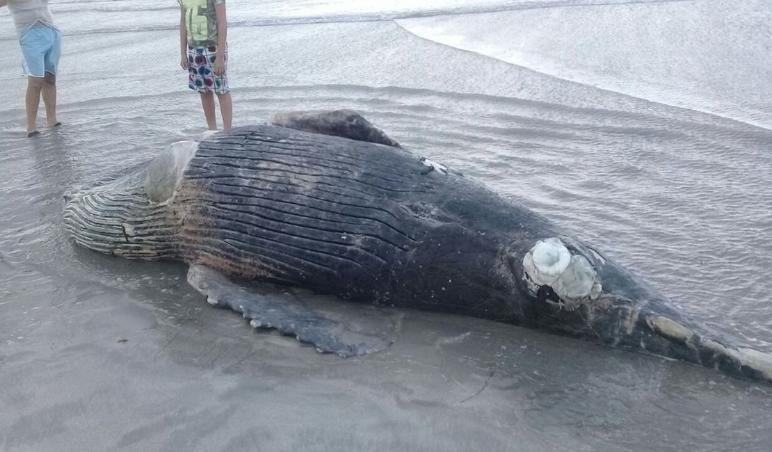 Filhote de baleia Jubarte é encontrado morto na Praia de Pajuçara