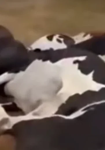 Queda de fio elétrico mata 27 vacas em fazenda de Batalha