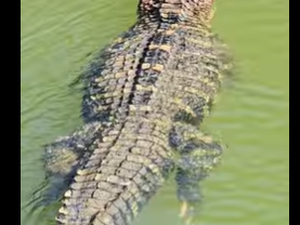 [Vídeo] Pescador filma jacaré gigante nadando tranquilo em rio: “De estimação”
