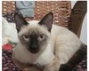 Tutor procura por gato desaparecido em Arapiraca e oferece recompensa