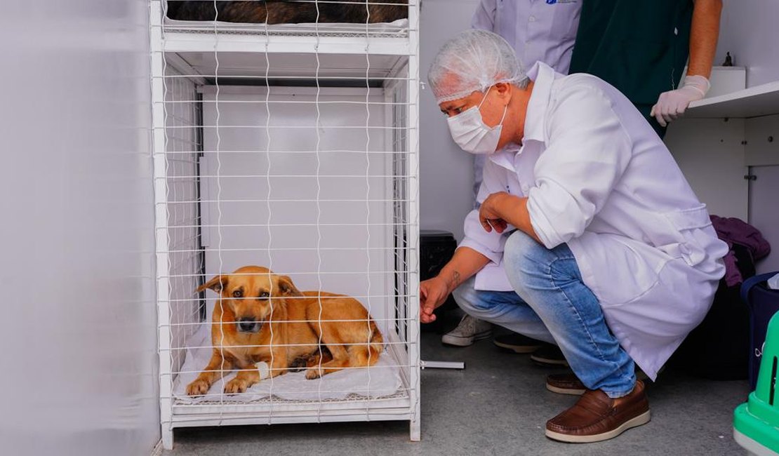 Meu amigo pet retoma castrações gratuitas para animais em situação de abandono