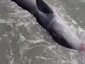 Filhote de baleia encalha em praia de Maragogi