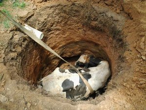 Vaca cai em poço e bombeiros resgatam corpo sem vida em Penedo