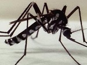 Soldados são internados em Maceió com suspeita de febre amarela e malária