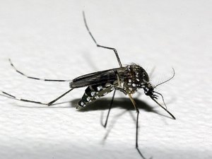 Pesquisadores da UFRJ anunciam que descobriram vírus mayaro no estado do Rio