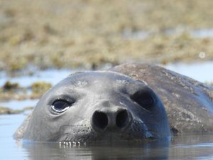 ICMBio pede ajuda da população para investigar morte de elefante-marinho em AL