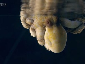 Veja esse vídeo de um polvo mudando de cor durante o sono