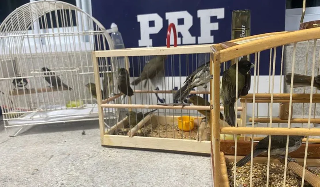 Polícia resgata 28 aves silvestres durante abordagem à ônibus em São Sebastião