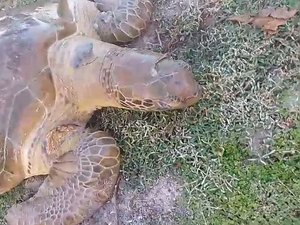 Tartaruga marinha com trauma na cabeça é encontrada às margens da Lagoa Mundaú