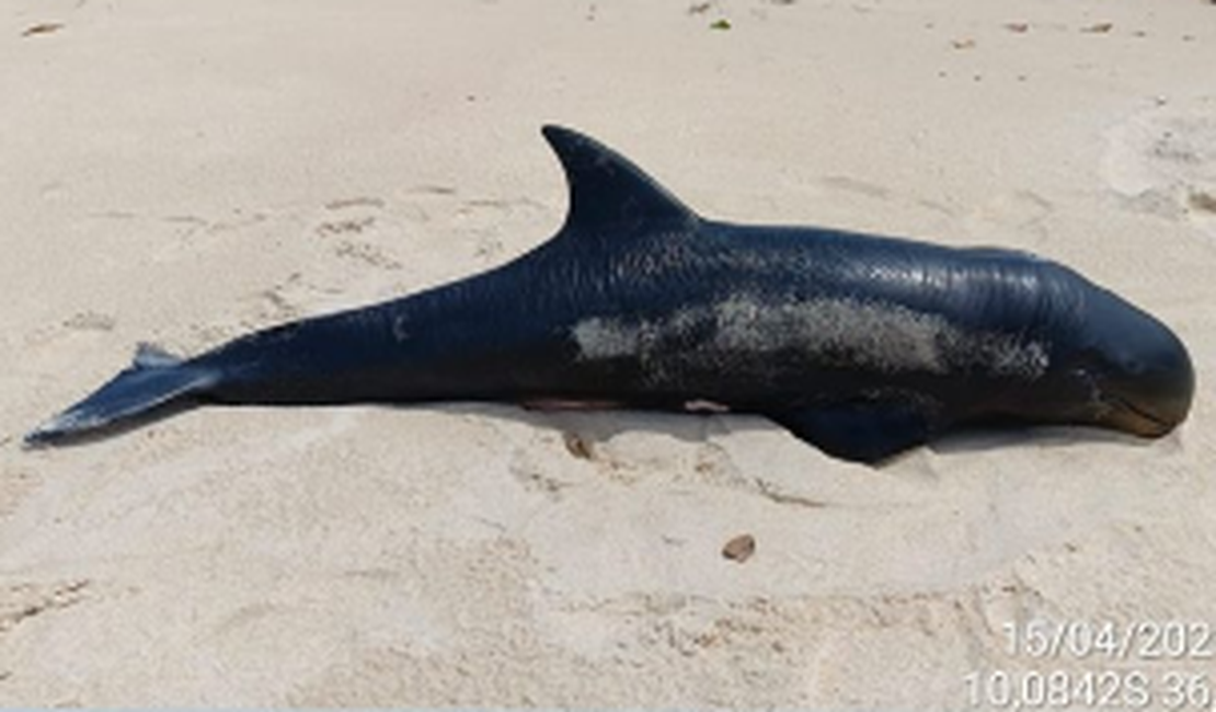 Filhote de golfinho raro é encontrado morto no litoral sul de Alagoas