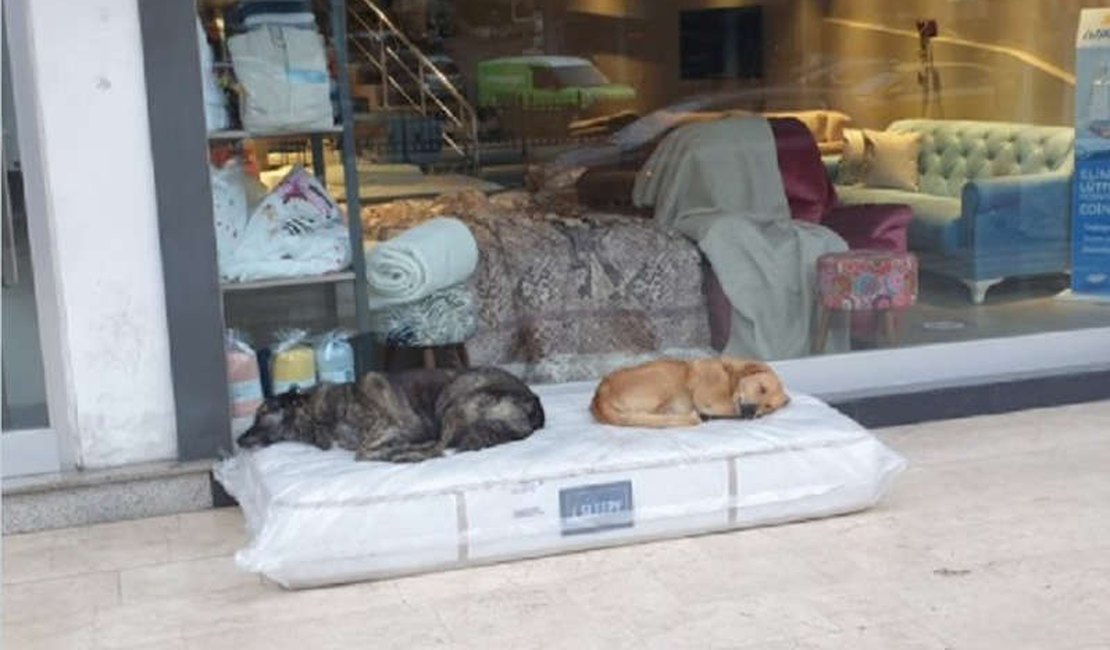 Comerciante doa colchão para cachorros dormirem em frente à sua loja