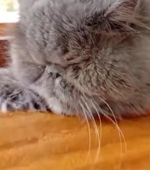 Gato da raça Persa desaparece em Arapiraca e família faz apelo por ajuda