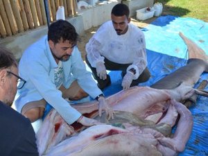 Professor da Ufal é convidado para examinar tubarão raro encontrado em Sergipe