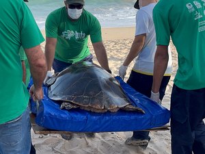 Instituto Biota de Conservação confirma soltura de uma tartaruga-de-pente na praia de Guaxuma