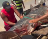 Tubarão-tigre de mais de dois metros é capturado por pescadores em Coruripe