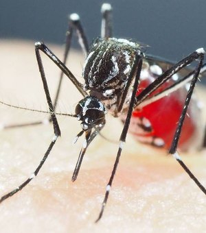 Alagoas apresenta estabilidade no número de óbitos por dengue nesta semana