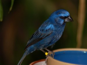 Homem é autuado por transporte ilegal de ave silvestre em Arapiraca