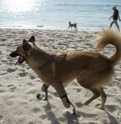 Cão tailandês é o primeiro a ter próteses de atletas paralímpicos