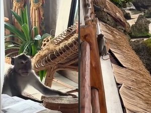 Macaco invade quarto de hotel e rouba bolsa de turista brasileira na Indonésia