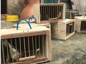 Homem é flagrado com 47 passarinhos e multado em mais de R$ 23 mil