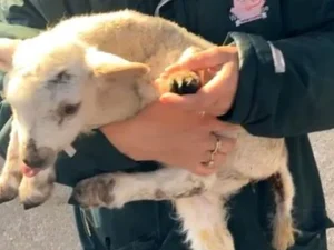Cordeiro nasce com cinco patas e dona celebra: “Reencarnação”