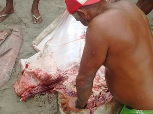 [Vídeo] Pescadores matam tubarão na Barra de Santo Antônio