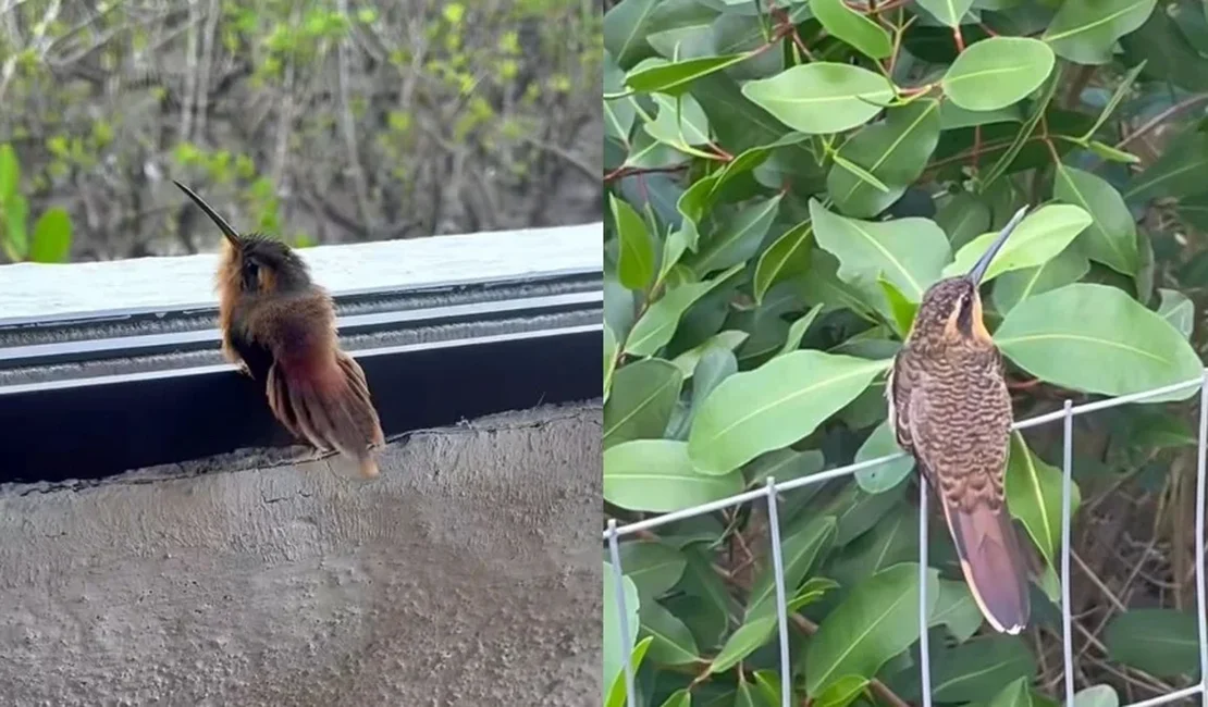 Filhote de beija-flor cria laço com jornalista e cenas encantam a web
