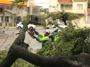 Prefeitura faz recolhimento árvores que caíram por causa das chuvas