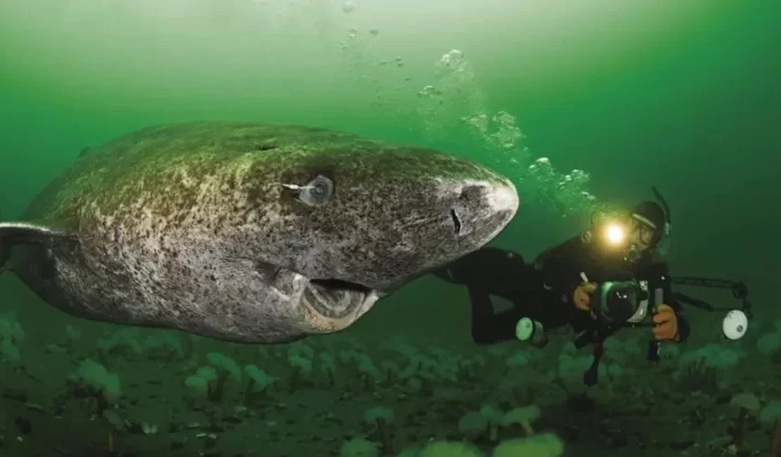 Tubarão mais velho do mundo, com 518 anos, é visto no Caribe