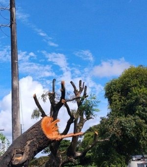 Poda e supressão de árvores sem autorização é crime ambiental, alerta Alurb