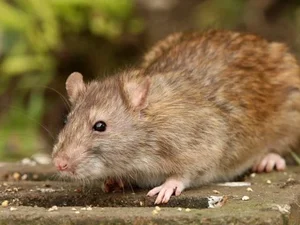 Mulher é mordida por rato no McDonald’s e recebe vacina contra tétano