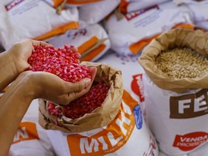 Agricultor familiar de Penedo pode solicitar sementes ao município até o próximo dia 14